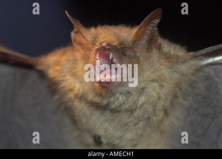 Geoffroy`s bat (Myotis emarginatus), portrait of a single animal, Bulgaria Stock Photo